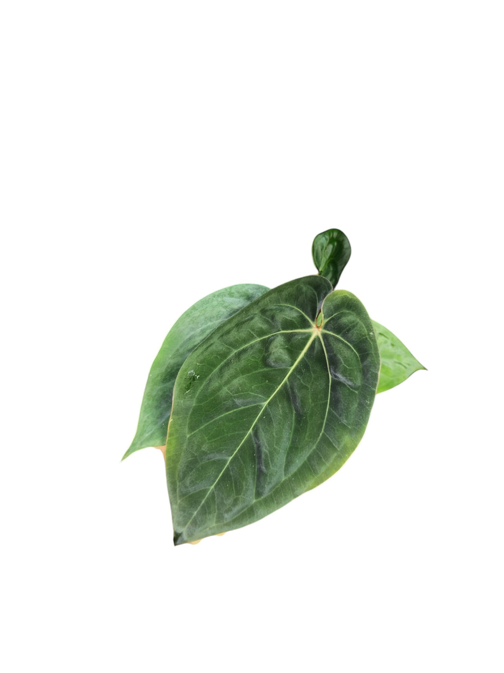 Anthurium Dark Phoenix x Papillilaminum