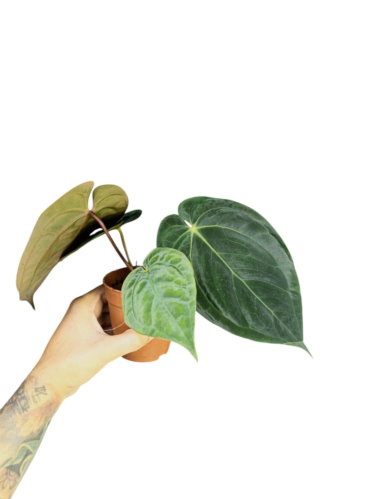 Anthurium Dark Phoenix x Papillilaminum