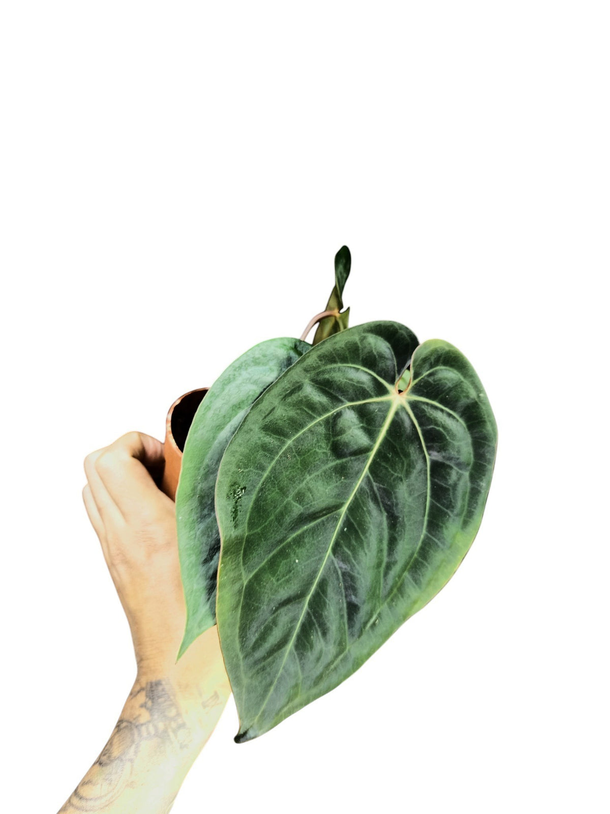 Anthurium Dark Phoenix x Papillilaminum