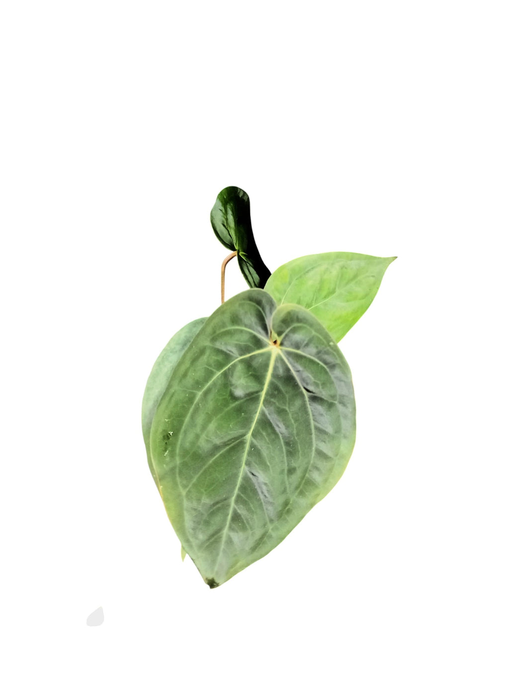 Anthurium Dark Phoenix x Papillilaminum