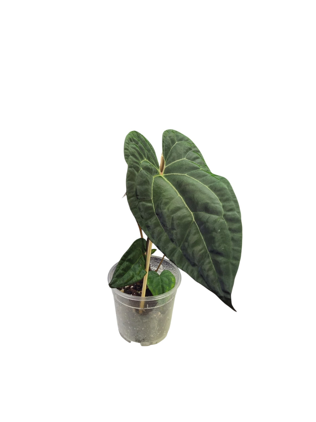 Anthurium Ace of Spades x Papillilaminum