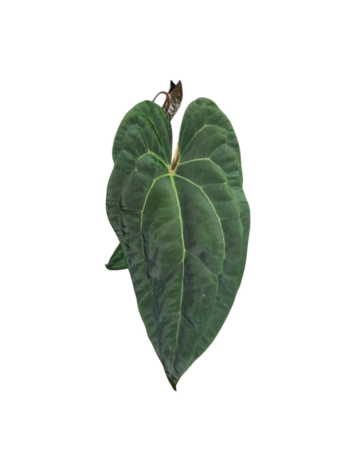 Anthurium Ace of Spades x Papillilaminum