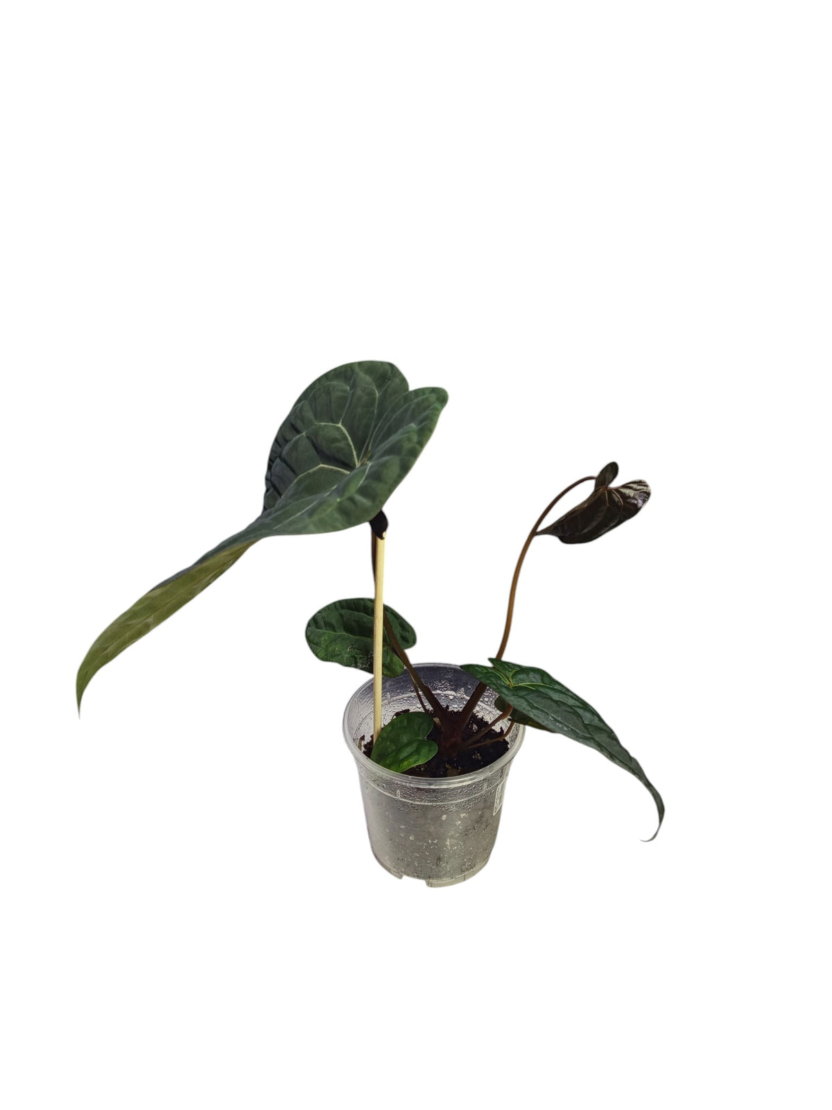 Anthurium Ace of Spades x Papillilaminum