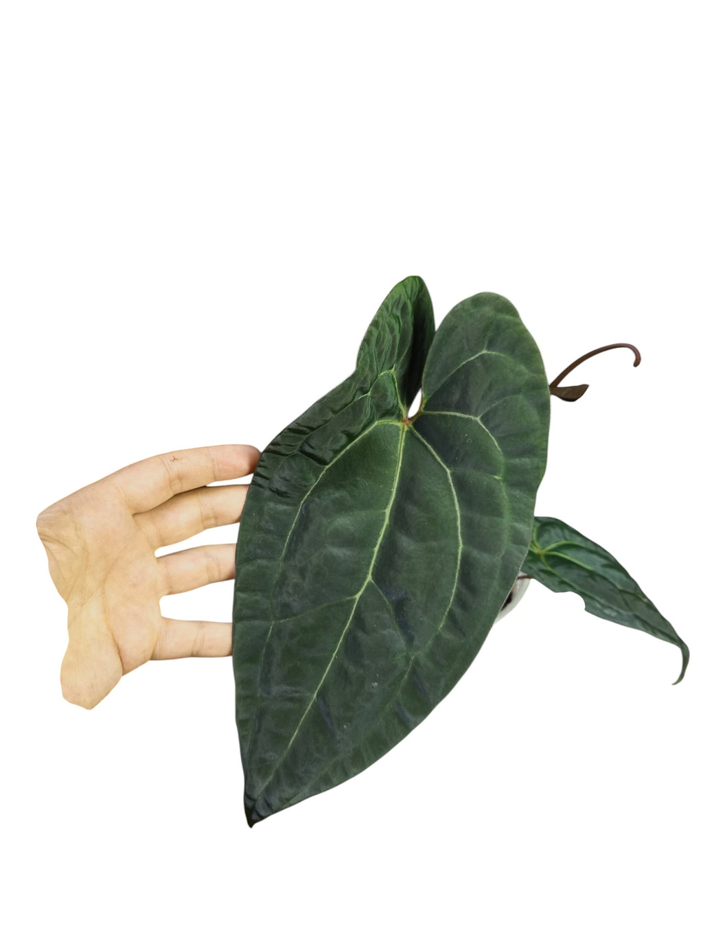 Anthurium Ace of Spades x Papillilaminum