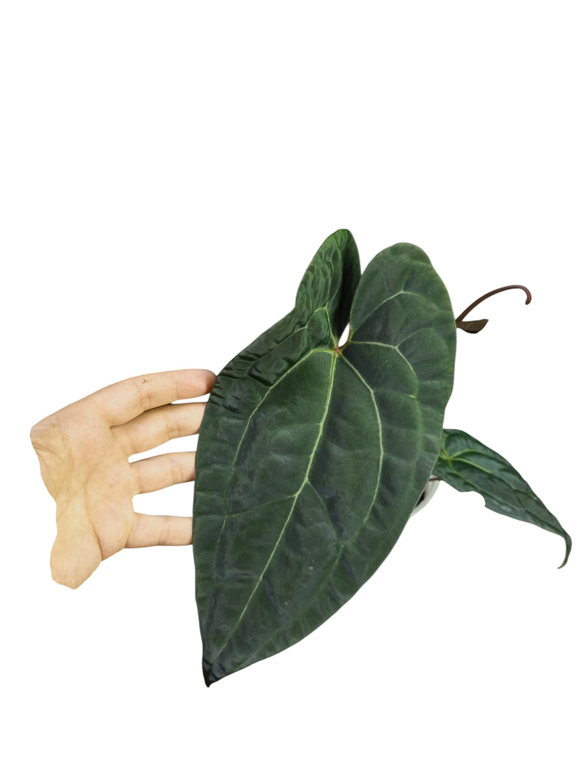Anthurium Ace of Spades x Papillilaminum