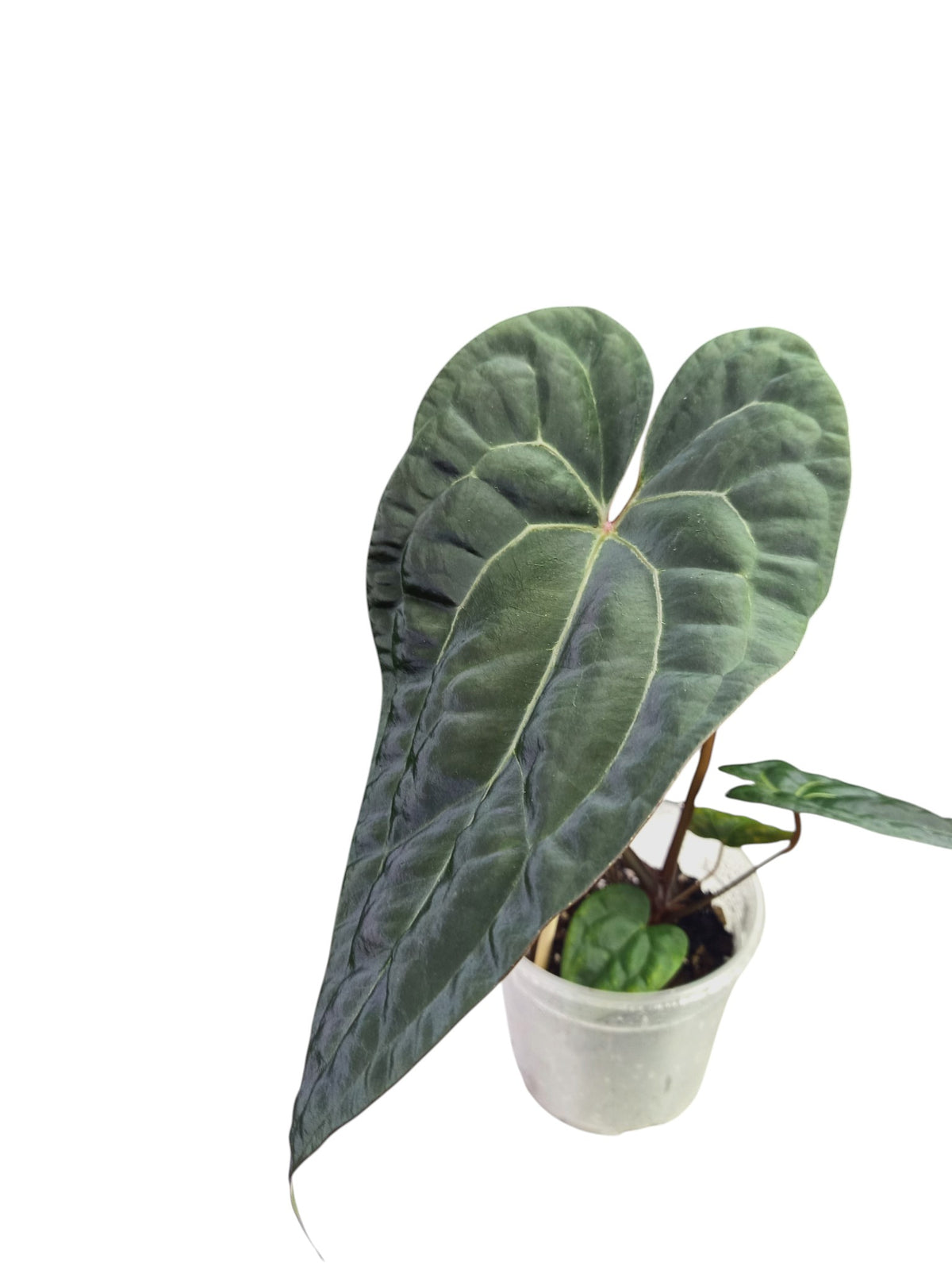 Anthurium Ace of Spades x Papillilaminum