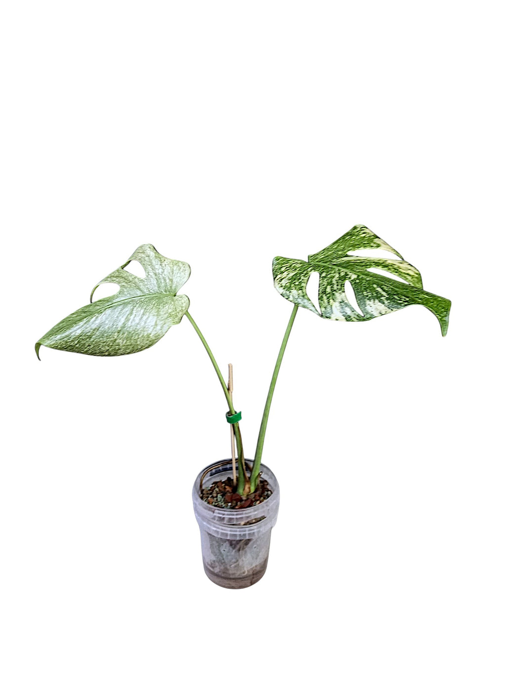 Monstera Mint Top