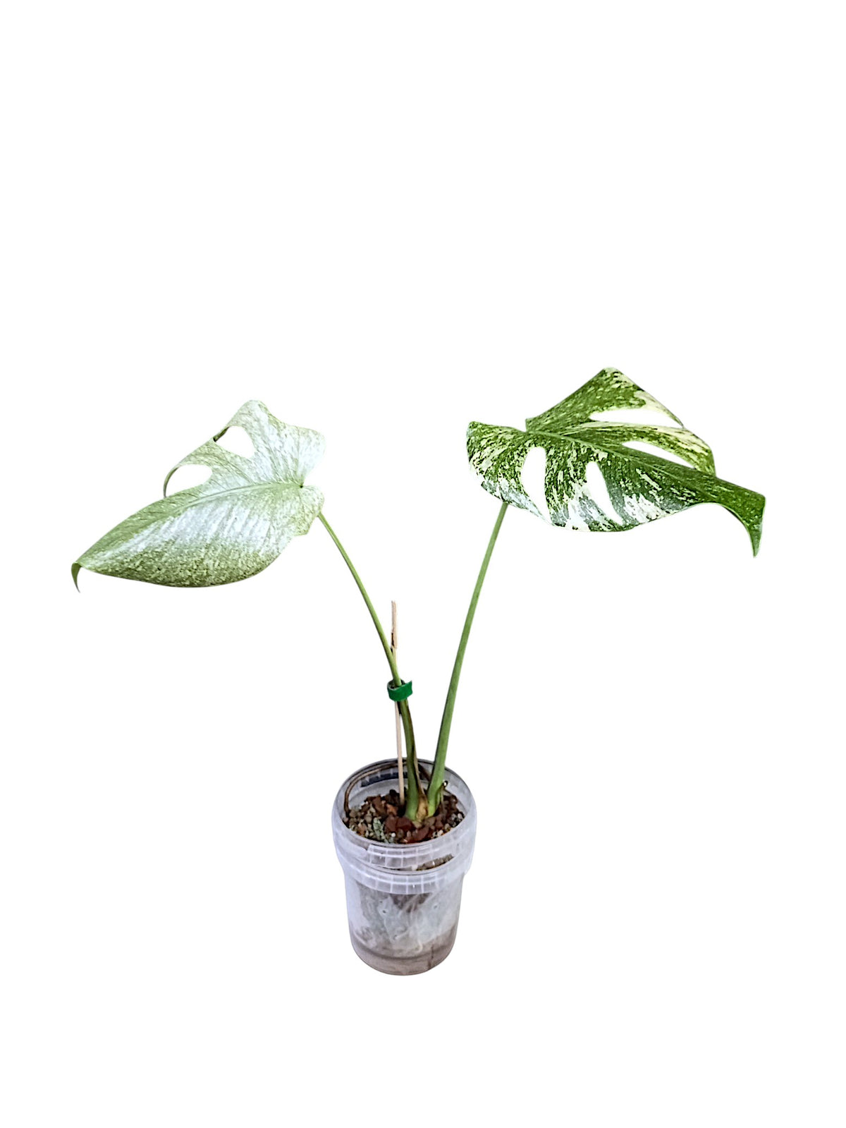 Monstera Mint Top