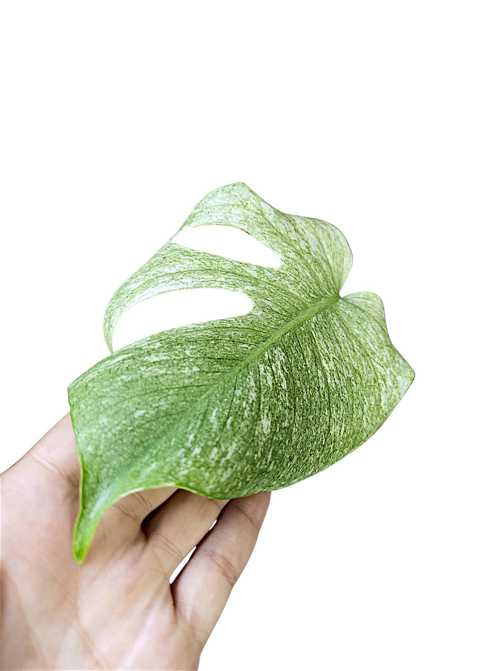 Monstera Mint Top