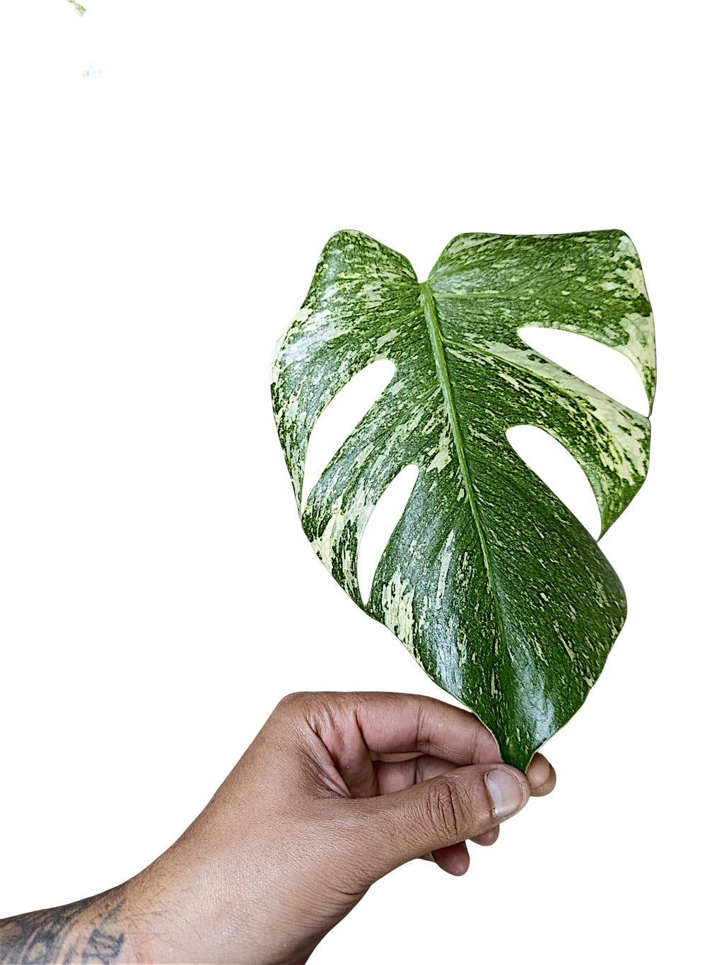 Monstera Mint Top