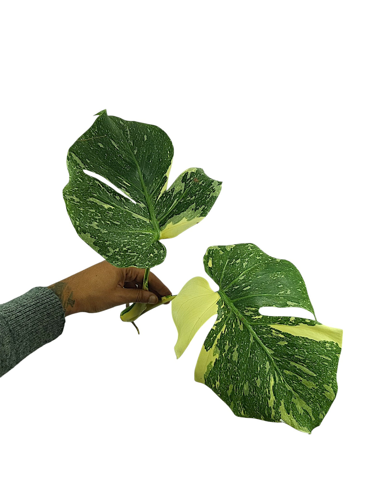 Monstera Double Platinum