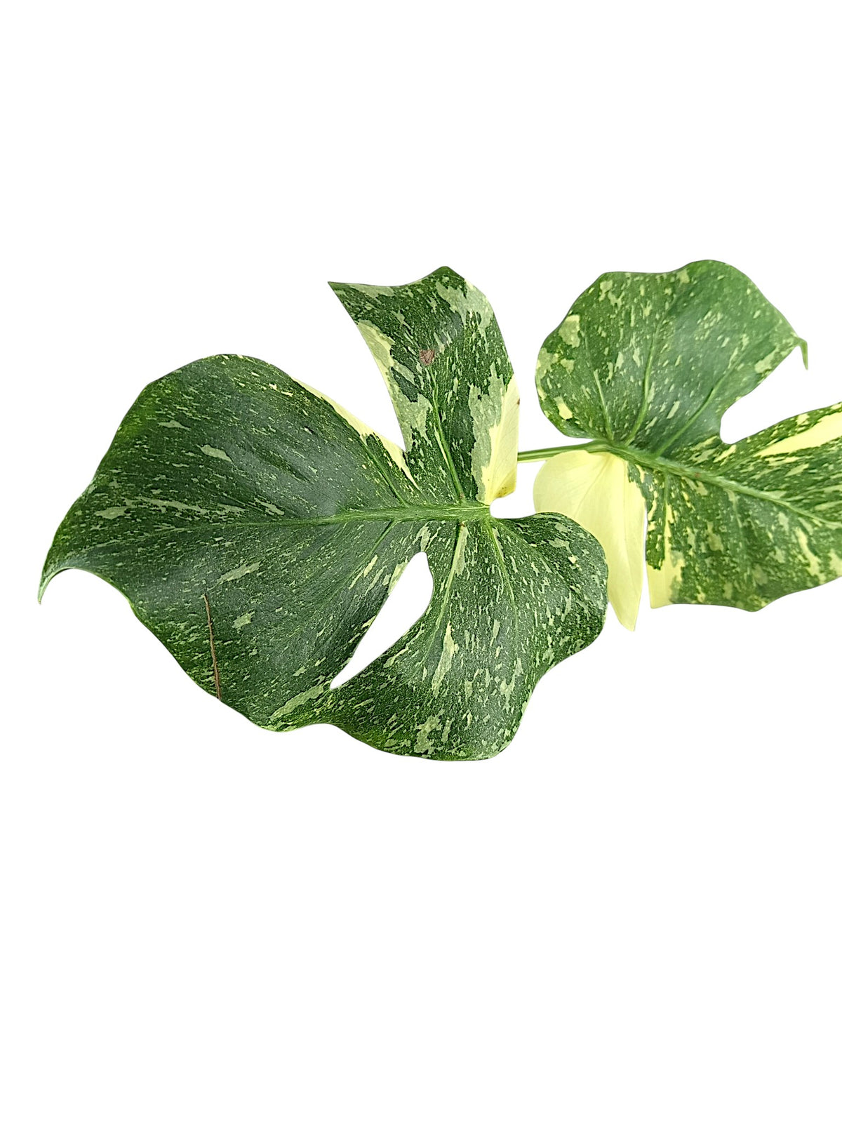 Monstera Double Platinum