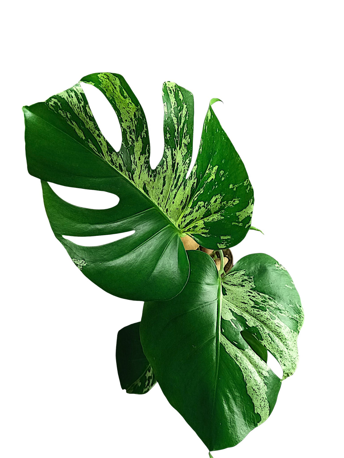 Monstera Bulbasaur