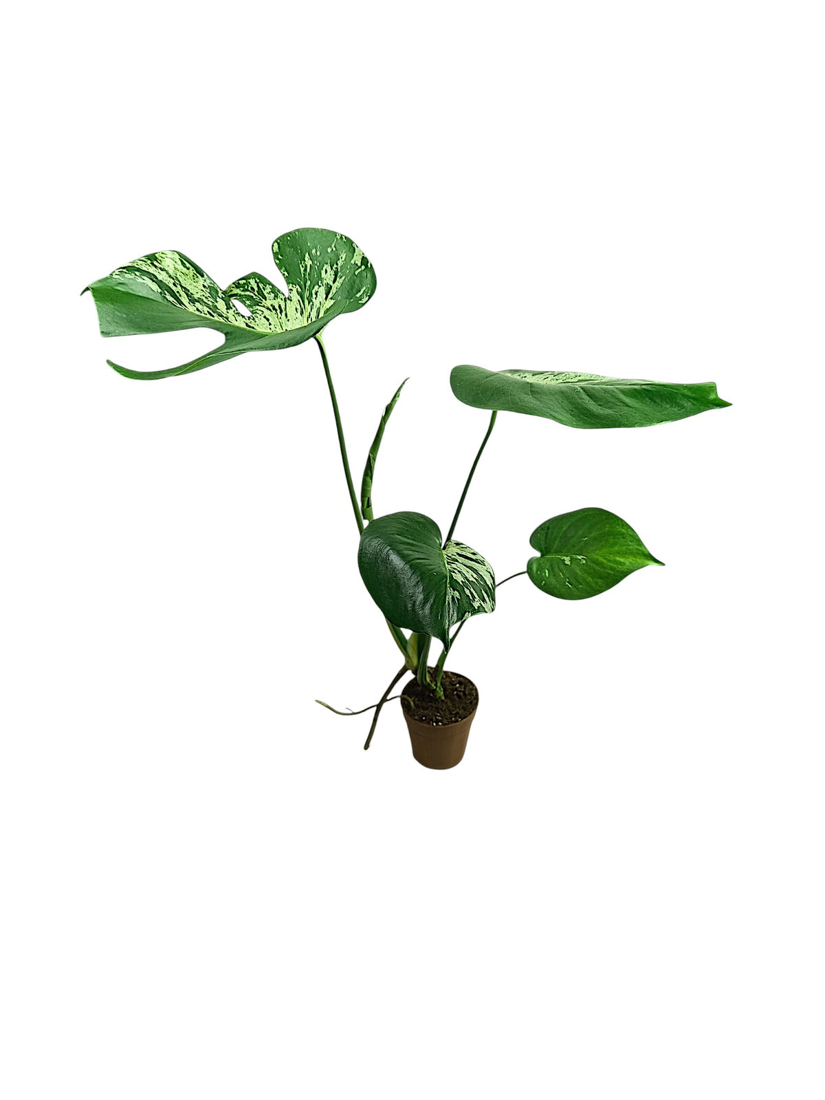 Monstera Bulbasaur