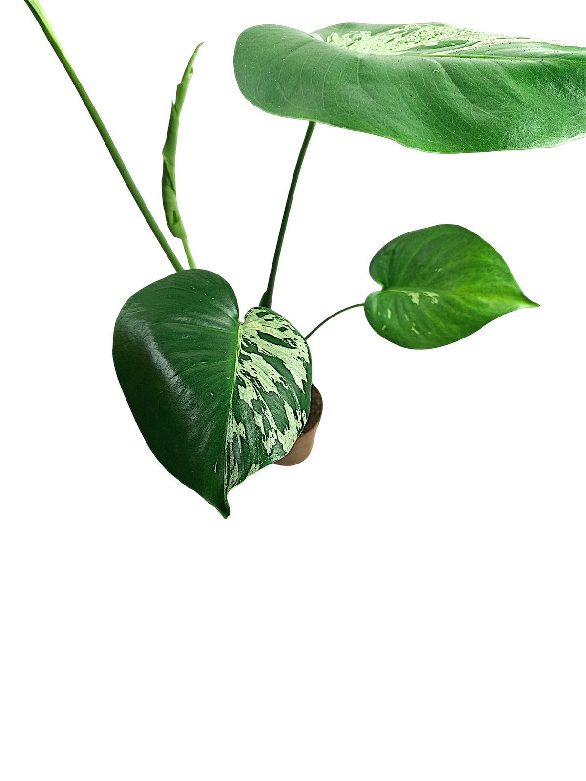 Monstera Bulbasaur