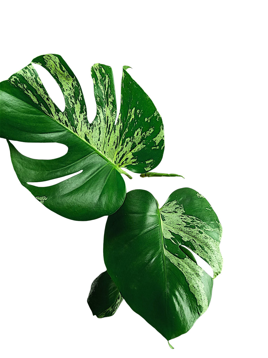 Monstera Bulbasaur