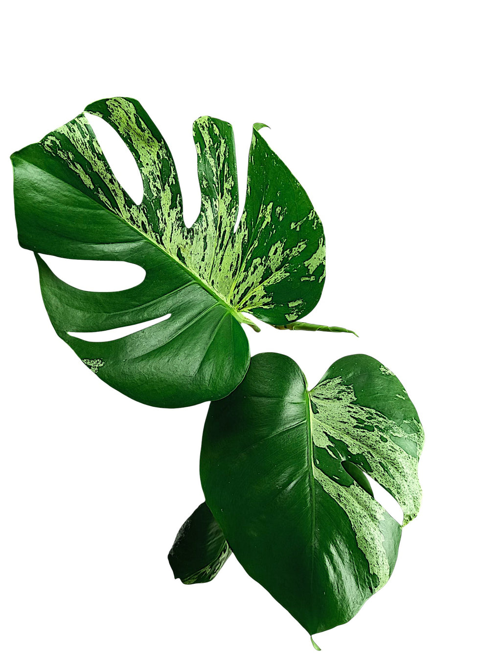 Monstera Bulbasaur