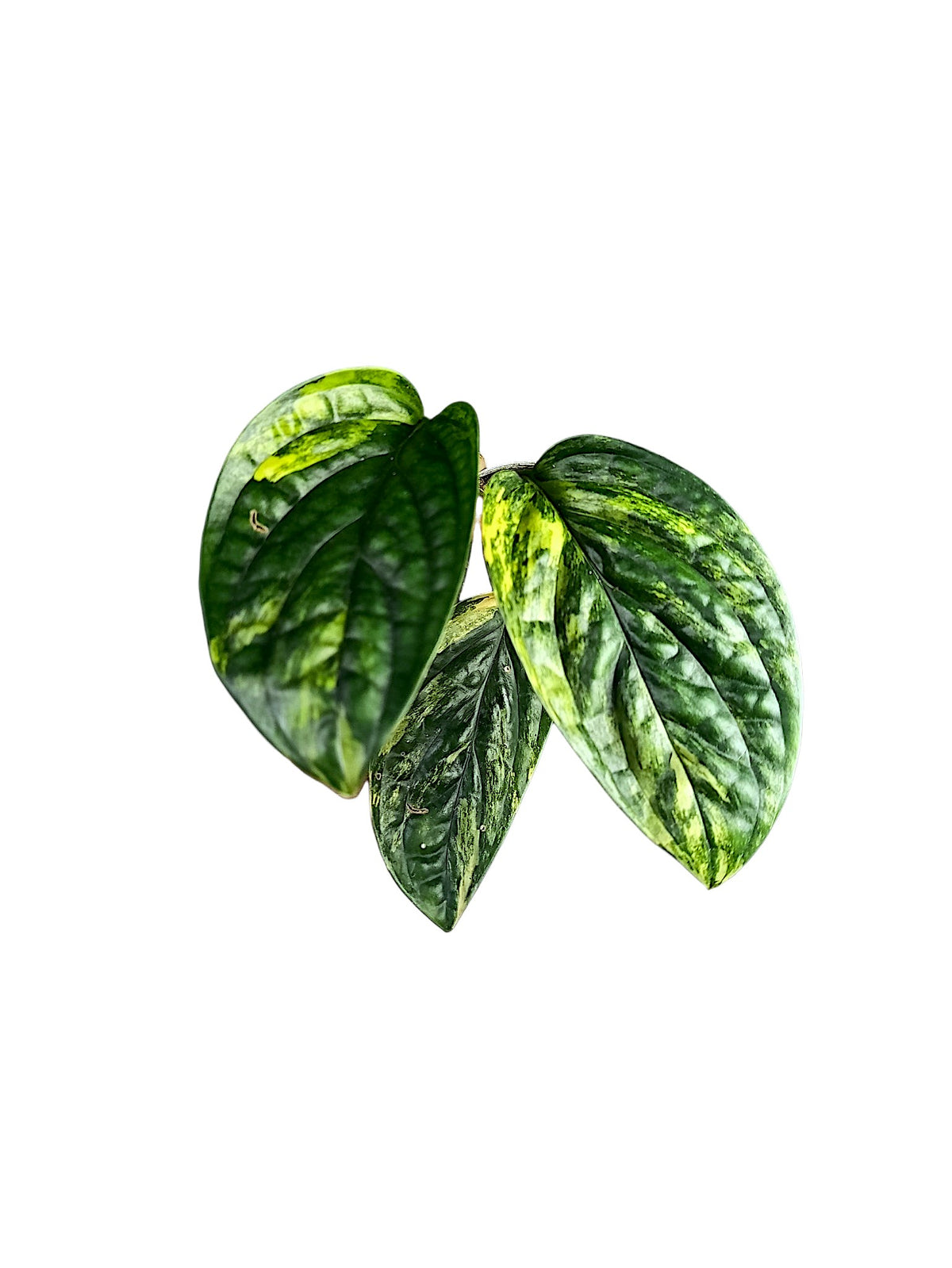 Monstera Peru variegated