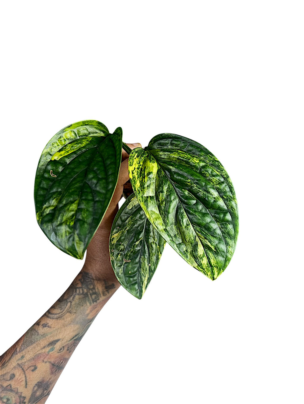 Monstera Peru variegated